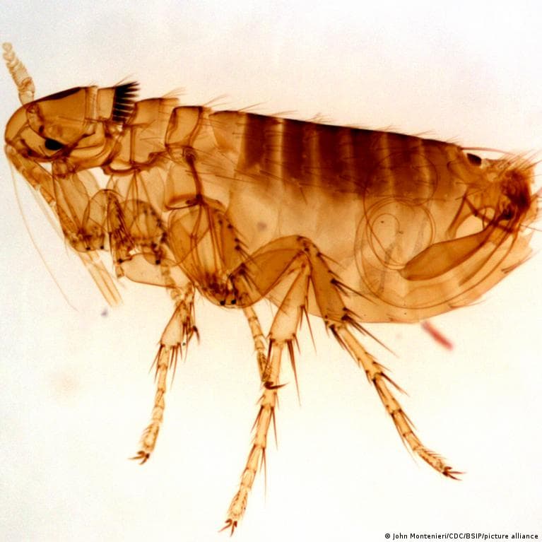 The plague is as deadly today as in the Middle Ages