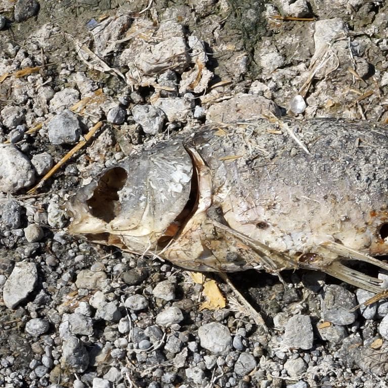 Hungary's Lake Velence is drying up