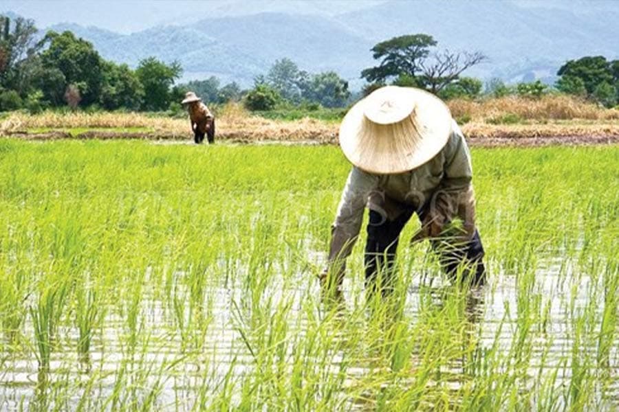 AfricaRice–AATF Pact Offers Hope for Malawi's Rice Farmers