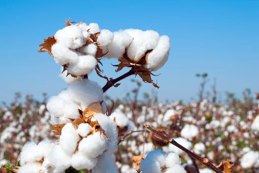 Cotton Marketing Season Opens with Optimism, K27 Billion Target